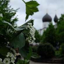 «Белый цветок»: радоваться тому, что на свете есть добро